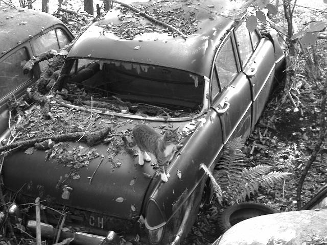 Autofriedhof - 129.JPG - Historischer Autofriedhof,    Gürbetal (CH)